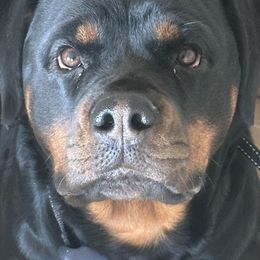Rottweilers from Cuda’s Rotties
