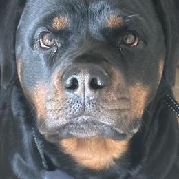 Rottweilers from Cuda’s Rotties