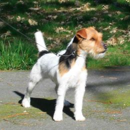 Jack Russell Terrier All Grown Up from Diggin West Jack Russells
