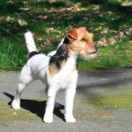 Jack Russell Terrier All Grown Up from Diggin West Jack Russells