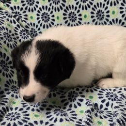 Girl 2 - Black and white Border Collie puppy in Richland, Pennsylvania from Winter Creek Border Collies
