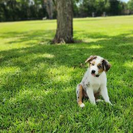 Australian Shepherd Puppies from Out of the Blue Aussies
