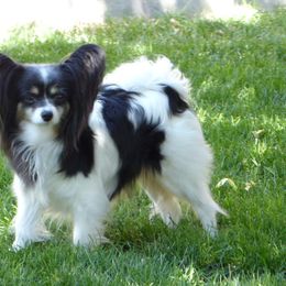 Papillon All Grown Up from Akai Papillons and Phalenes