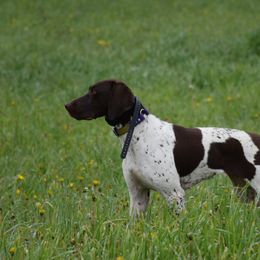 German Shorthaired Pointers from Chrest Kennels
