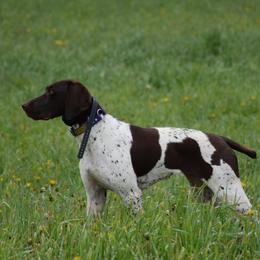 German Shorthaired Pointers from Chrest Kennels
