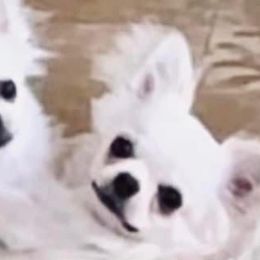 Chihuahuas from Ivory Jewel Chihuahuas