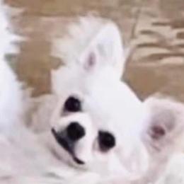 Chihuahuas from Ivory Jewel Chihuahuas