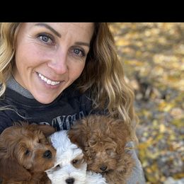 Bernedoodle, Cavapoo, Goldendoodle, and Poodle Puppies from Gypsi Doodles & Poodles