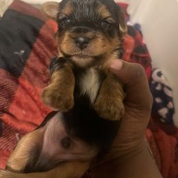 Bart - Black and tan male Yorkshire Terrier puppy in Gastonia, North Carolina from Precious pups dynasty kennel