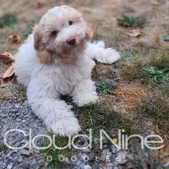 Whitney - Double Doodle