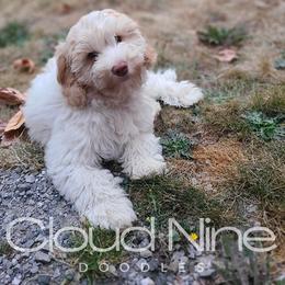 Whitney - Double Doodle