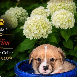 Boy 3 - White and red male Pembroke Welsh Corgi puppy in Chesterton, Indiana from Oliver Pembroke Welsh Corgis