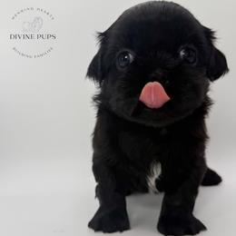 Donut - Black male Shih Tzu puppy in League City, Texas from Divine Pups