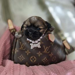 Shih Tzu Puppies from Shih Tzus of Gilbert