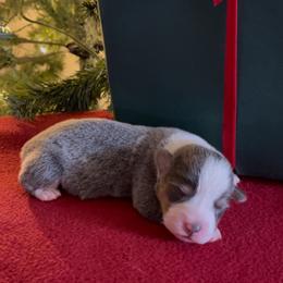 American Corgi and Pembroke Welsh Corgi Puppies from Flying K Corgis