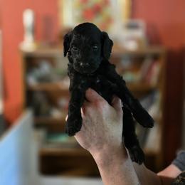 T'Challa - Black male Goldendoodle puppy in Milton, Florida from Sutton Place Doodles