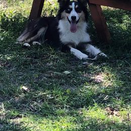 Primrose - Australian Shepherd