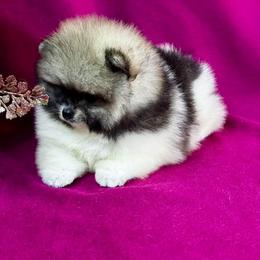 BEAU JAMES PARTI TO THE MOON AND BACK - Orange parti male Pomeranian puppy in Mobile, Alabama from Cynthia's Poms