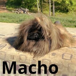Macho - Pekingese