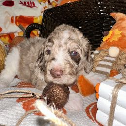 Oatmeal cream - Merle male Goldendoodle puppy in Greensboro, Georgia from B’s Doodles