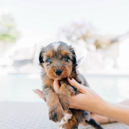 Artichoke - female Australian Mountain Doodle puppy in Murray, Utah from Sun Valley Doodles