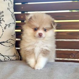 Tow-Mator - Chocolate merle male Pomeranian puppy in Stroud, Oklahoma from Laik’s Little Shihtz & Poms
