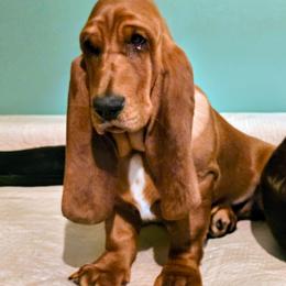 Sarah - Basset Hound