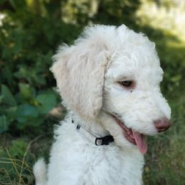 Whitman - White Poodle puppy in Hubertus, Wisconsin from Jessica's Poodles