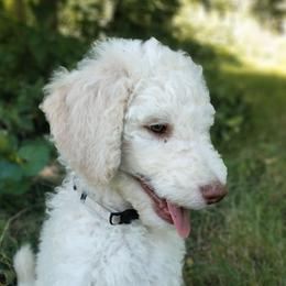 Whitman - White Poodle puppy in Hubertus, Wisconsin from Jessica's Poodles