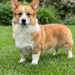 Luvy - Pembroke Welsh Corgi