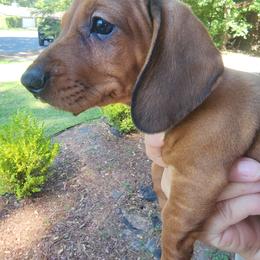Dachshund Puppies from Cains Dachshunds