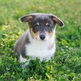 Reese's - Blue male Pembroke Welsh Corgi puppy in Bedford, Indiana from Sunny Acres Corgis