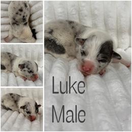 Luke - Blue merle and white male American Corgi puppy in Hico, Texas from Chisholm Trail Kennels