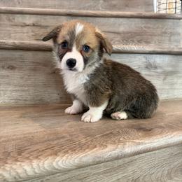 Asiago - Sable male Pembroke Welsh Corgi puppy in Phelan, California from Desert Sunset Pembroke Welsh Corgis
