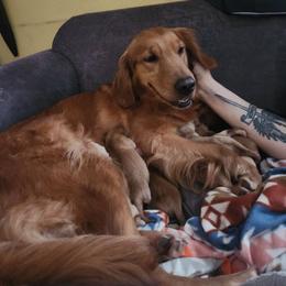 River - Golden Retriever