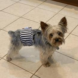 Milo - Yorkshire Terrier