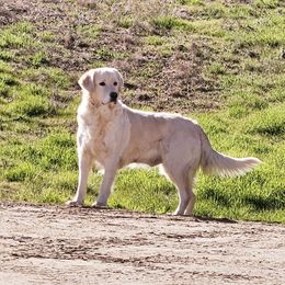 Libby - Golden Retriever