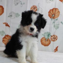 Blair - Black tri female Toy Australian Shepherd puppy in Bauxite, Arkansas from J & B Mini Aussies