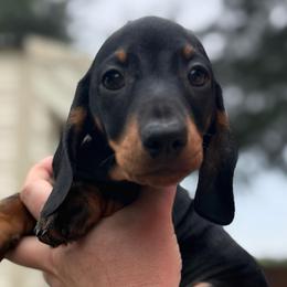 Orange collar boy - Black and tan male Dachshund puppy in Ocala, Florida from Dalmar Floridachs