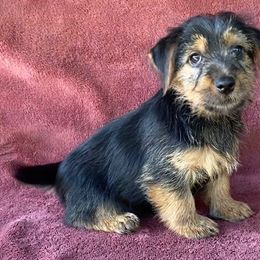 Black and Tan Boy - Black and tan male Norfolk Terrier puppy in Bristol, Tennessee from Holston Hollow Farm