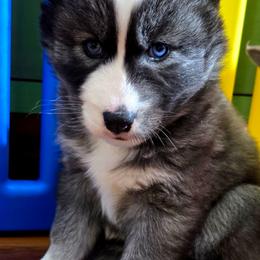 Valory - Agouti and white female Siberian Husky puppy in East Tawas, Michigan from BurnsBerg's Woolies