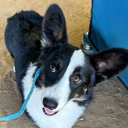 Halsey - Cardigan Welsh Corgi