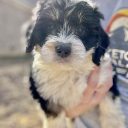 Cinderella - Tri-color Bernedoodle puppy in Arab, Alabama from ConkleDoodlePoos