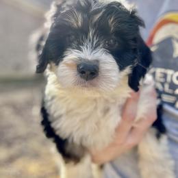 Cinderella - Tri-color Bernedoodle puppy in Arab, Alabama from ConkleDoodlePoos