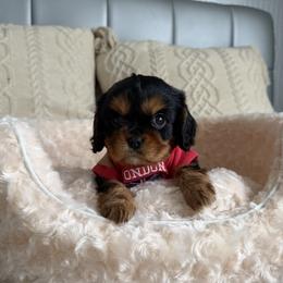 Boy 1 - Tri-color male Cavalier King Charles Spaniel puppy in Spokane Valley, Washington from Olga's Cavalier King Charles Spaniels