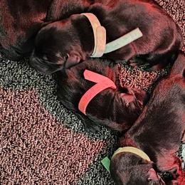 Red Collar- Male - Black male Labrador Retriever puppy in Boyd, Minnesota from Lindley Labradors