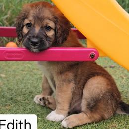 Edith - Sable female Saint Berdoodle puppy in Battle Ground, Washington from Mad Hatter Farms Saint Berdoodles