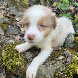 Jeremiah - Red tri-color male Australian Shepherd puppy in Grants Pass, Oregon from Carmel Mountain Aussies