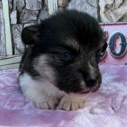 Mississippi - Black and white female American Corgi puppy in Scottown, Ohio from Wyndy Ridge Corgis