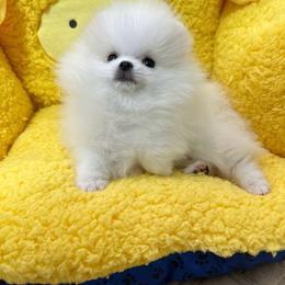 Pomeranian puppies from Eelan’s Poms